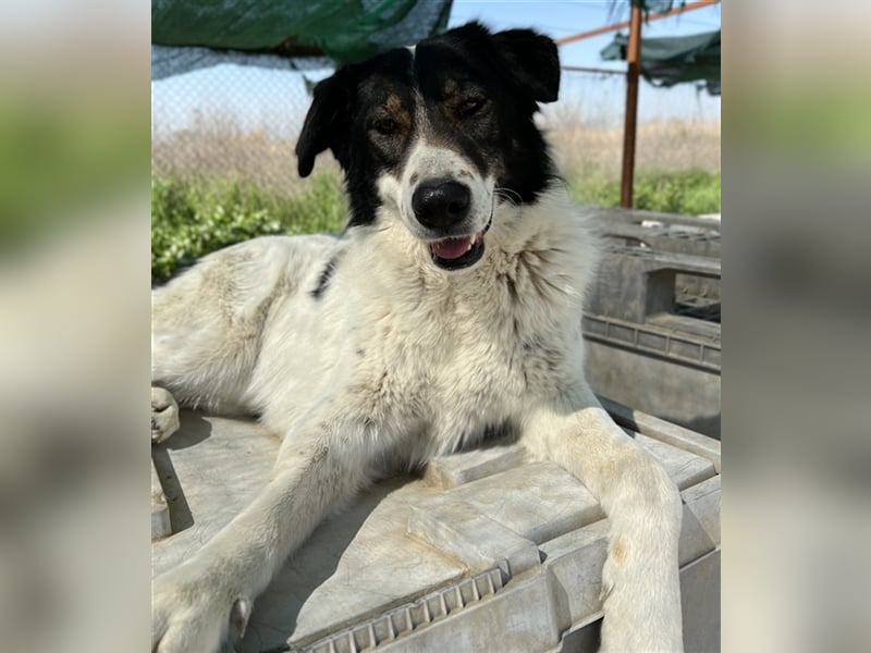 Xalia, geb. ca. 03/2018, lebt in GRIECHENLAND, im städt. Tierheim Serres