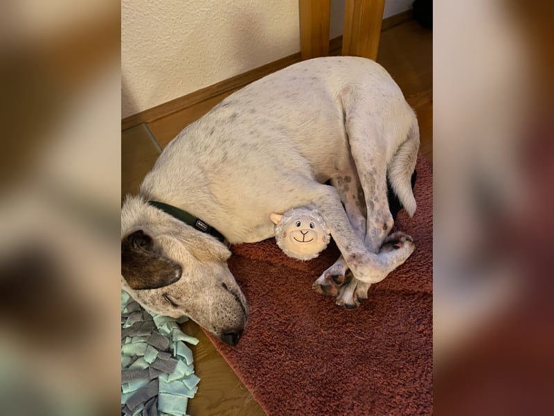 Ayla wartet in 95233 Helmbrechts