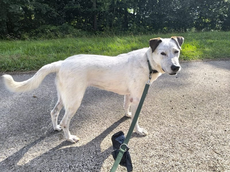 Ayla wartet in 95233 Helmbrechts