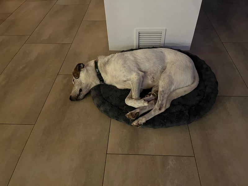 Ayla wartet in 95233 Helmbrechts