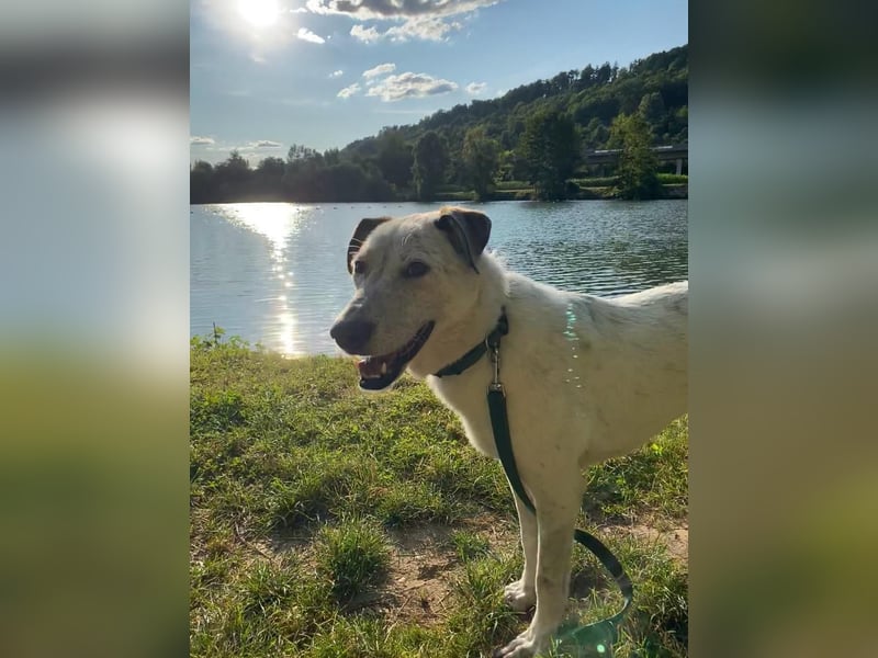 Ayla wartet in 95233 Helmbrechts