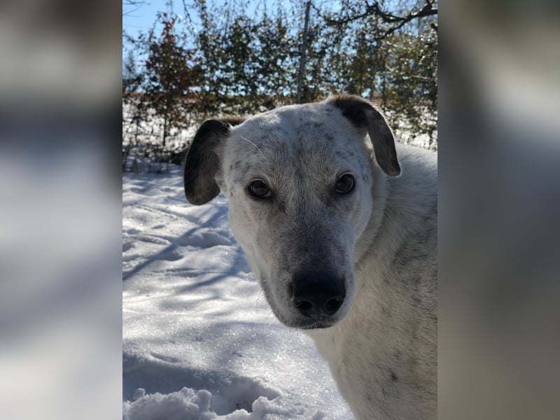 Ayla wartet in 95233 Helmbrechts