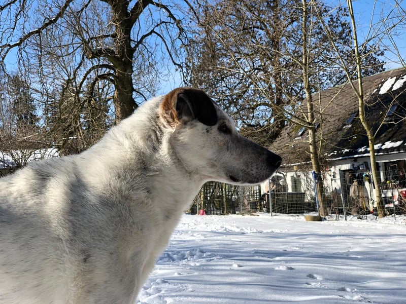 Ayla wartet in 95233 Helmbrechts