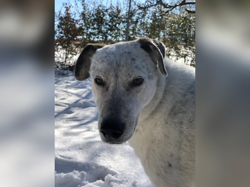 Ayla wartet in 95233 Helmbrechts