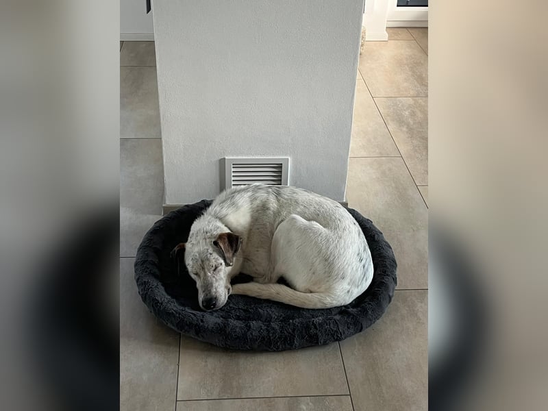 Ayla wartet in 95233 Helmbrechts