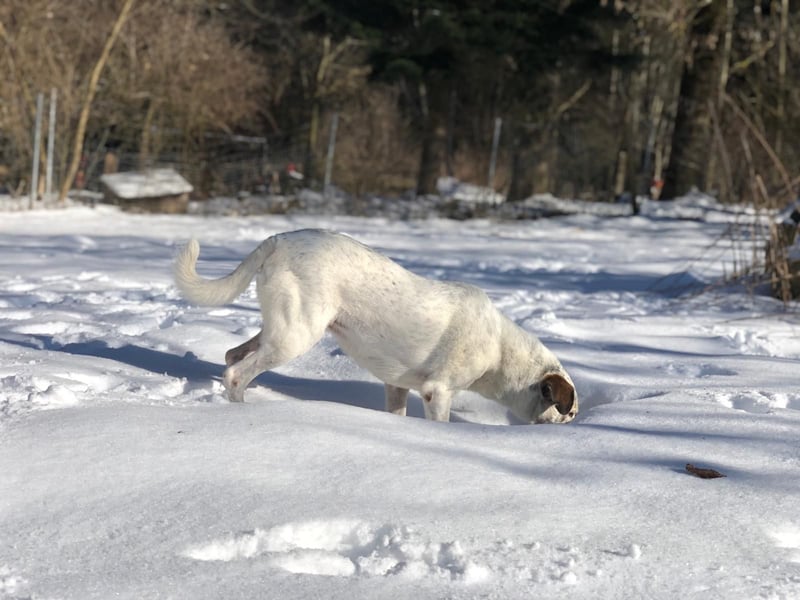 Ayla wartet in 95233 Helmbrechts