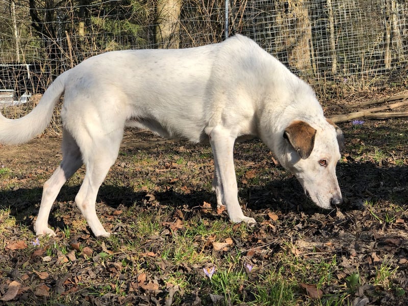 Ayla wartet in 95233 Helmbrechts