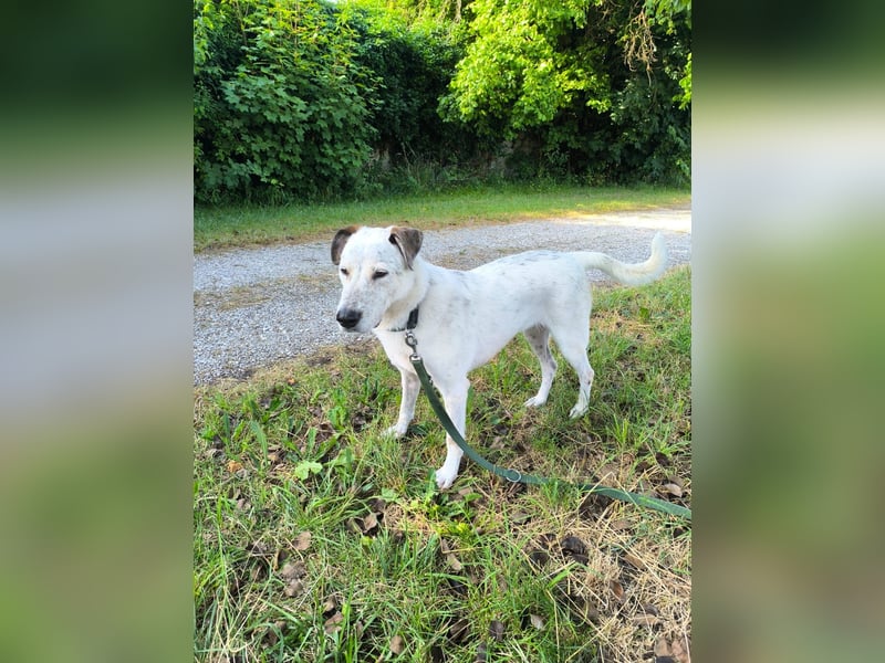 Ayla wartet in 95233 Helmbrechts