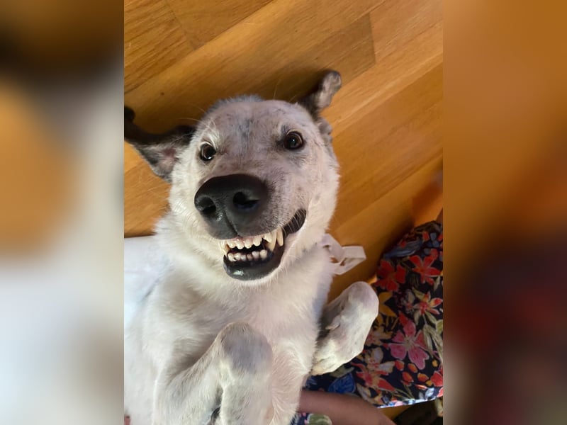 Ayla wartet in 95233 Helmbrechts