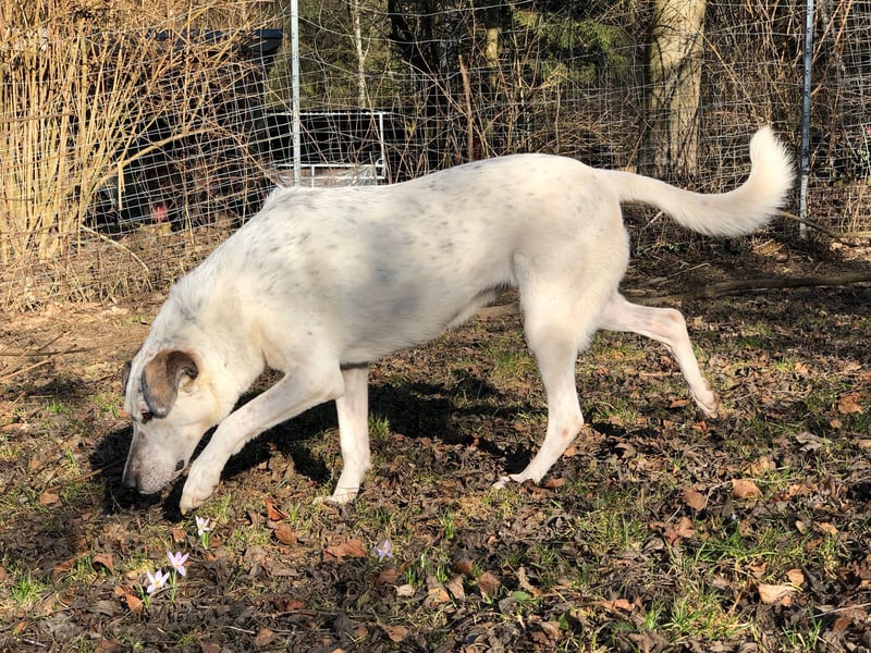 Ayla wartet in 95233 Helmbrechts