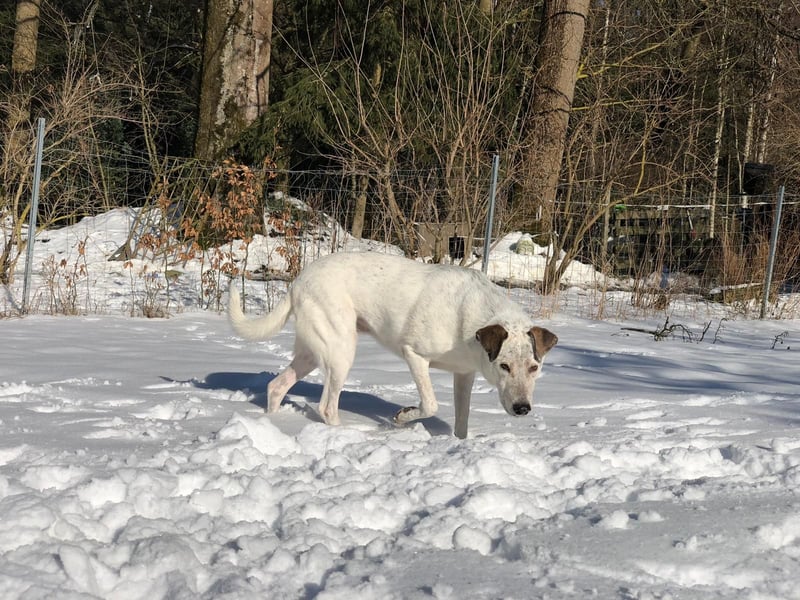 Ayla wartet in 95233 Helmbrechts