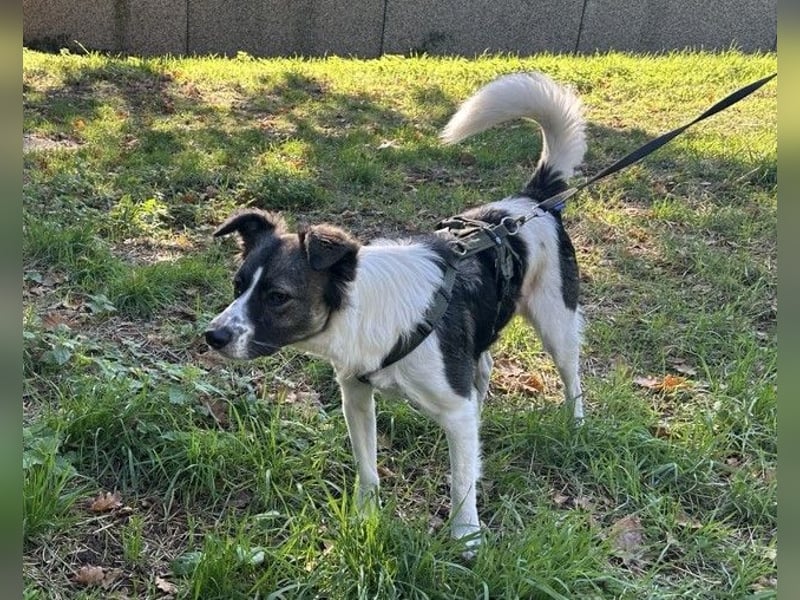 Hütehund-Liebhaber für Loki gesucht