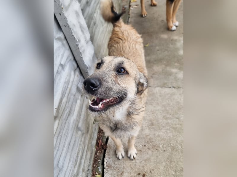 Menschenbezogene Dallulah