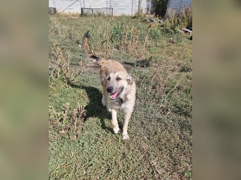 Menschenbezogene Dallulah