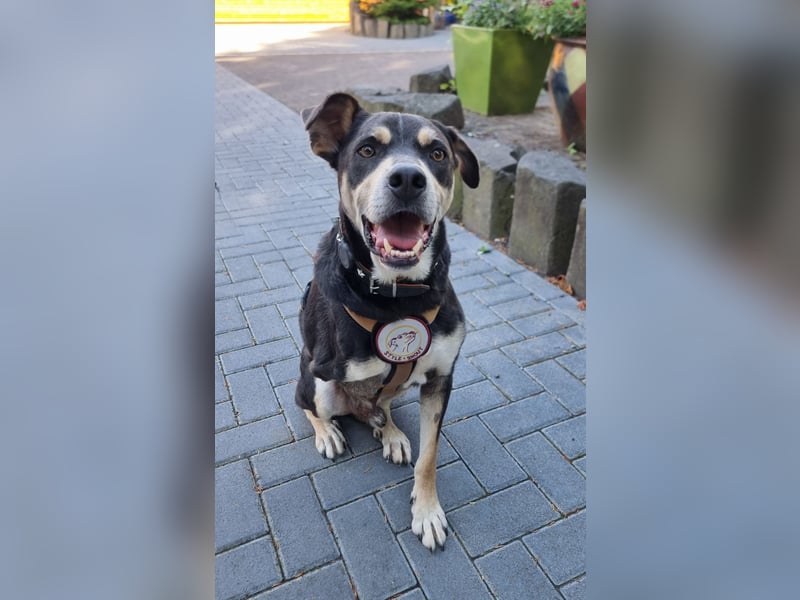 Jack in 53840 Troisdorf