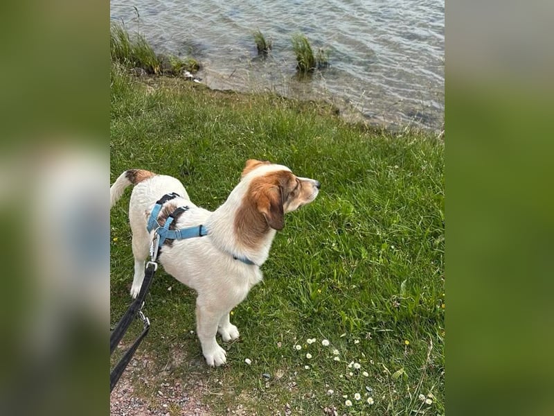 Robin-Kleiner Charmeur sucht Anhang