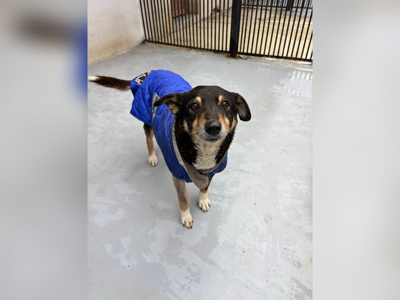 Teo (Theodora) ... ältere Hunde-Dame sucht Seniorenplatz