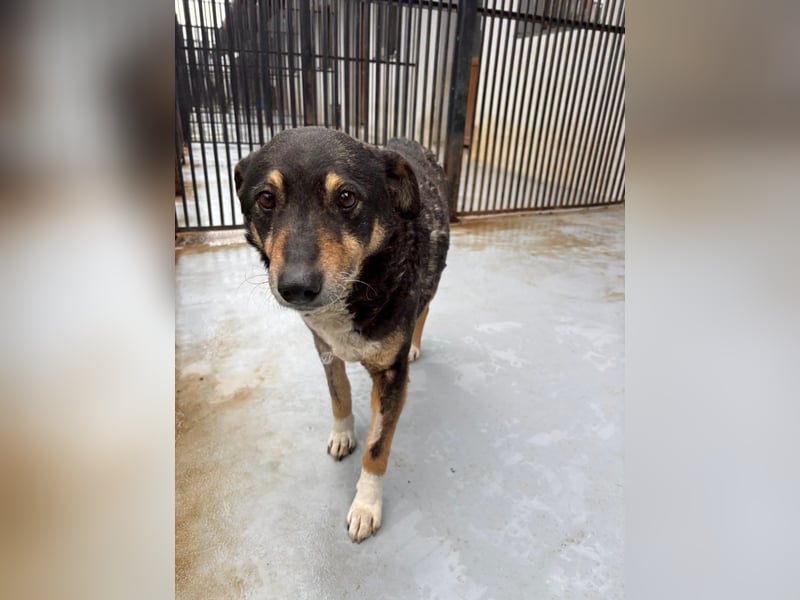 Teo (Theodora) ... ältere Hunde-Dame sucht Seniorenplatz
