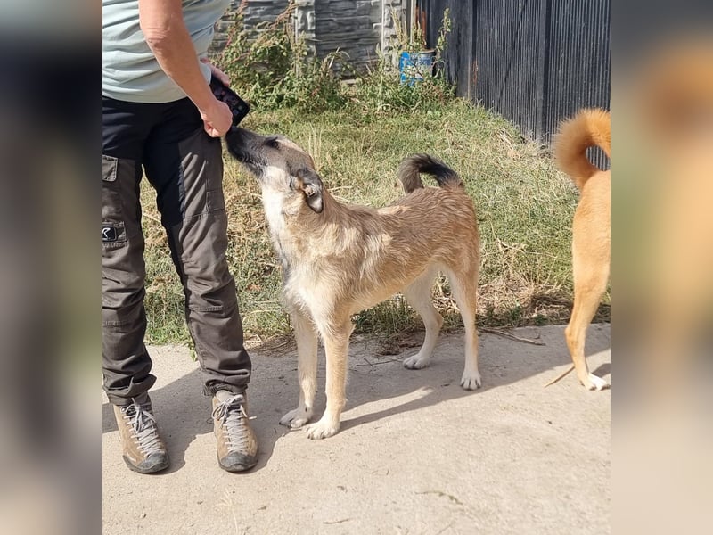 Menschenbezogene Dallulah