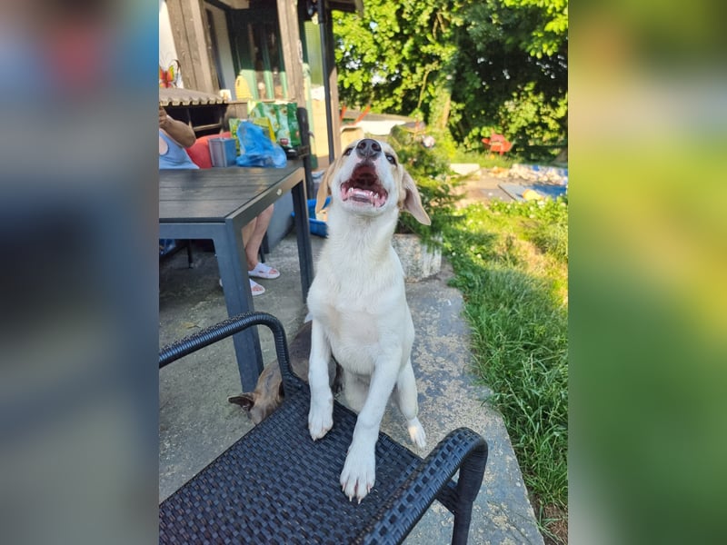 Remus, toller Hundejunge sucht Familie