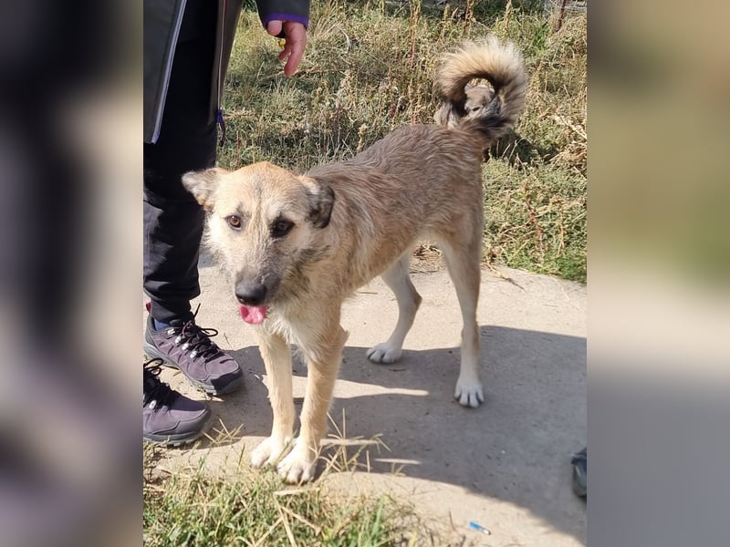 Menschenbezogene Dallulah