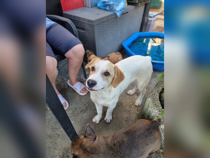 Remus, toller Hundejunge sucht Familie