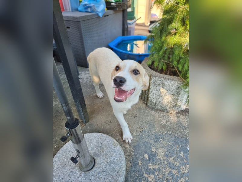 Remus, toller Hundejunge sucht Familie
