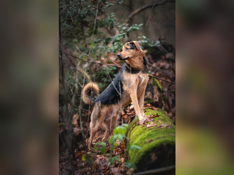 Toller Kalle sucht ein Zuhause