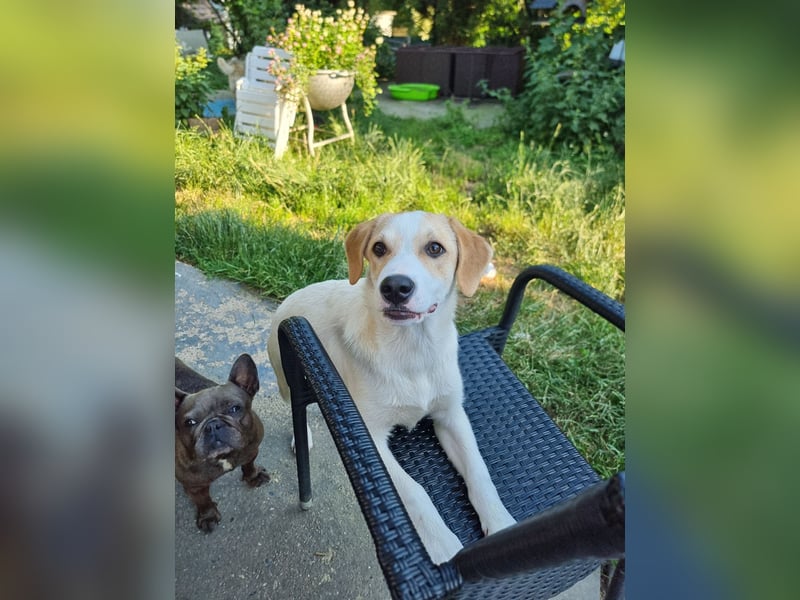 Remus, toller Hundejunge sucht Familie