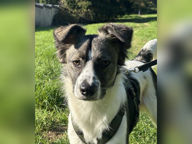 Hütehund-Liebhaber für Loki gesucht