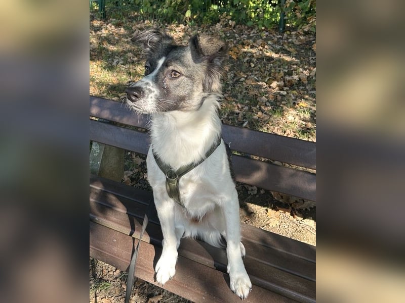 Hütehund-Liebhaber für Loki gesucht