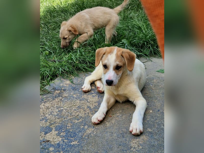 Remus...Riesenbaby sucht Famile