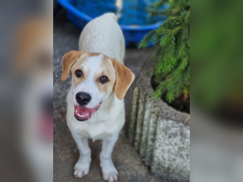Remus, toller Hundejunge sucht Familie