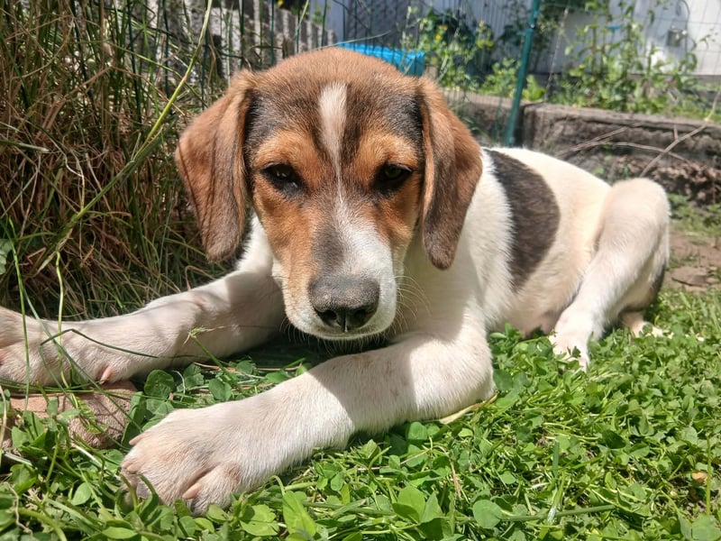 Ripley sucht eine Familie