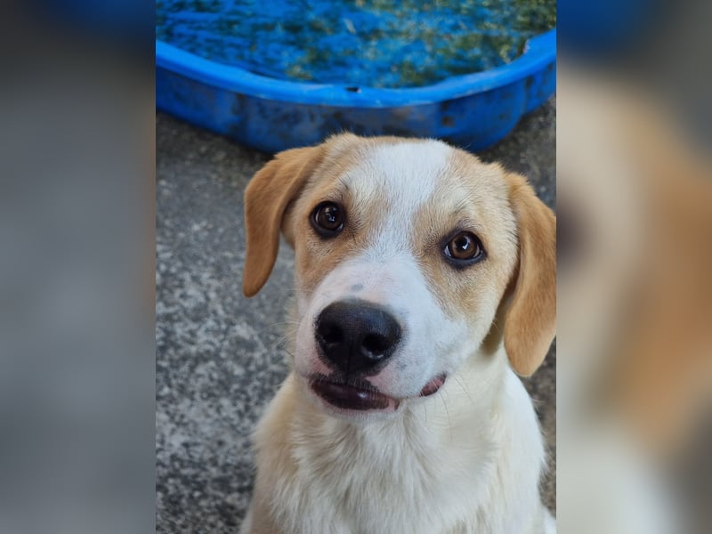 Remus, toller Hundejunge sucht Familie