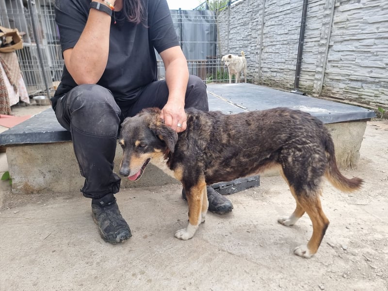 Teo (Theodora) ... ältere Hunde-Dame sucht Seniorenplatz