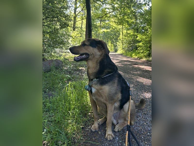 Toller Kalle sucht ein Zuhause