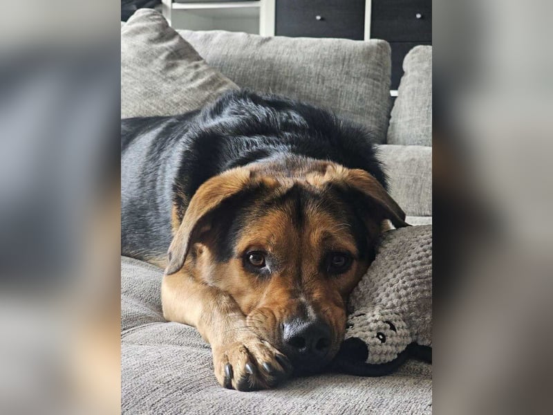 Toller Kalle sucht ein Zuhause