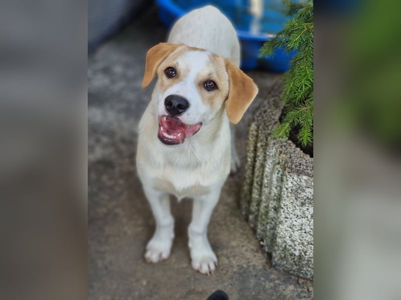 Remus, toller Hundejunge sucht Familie