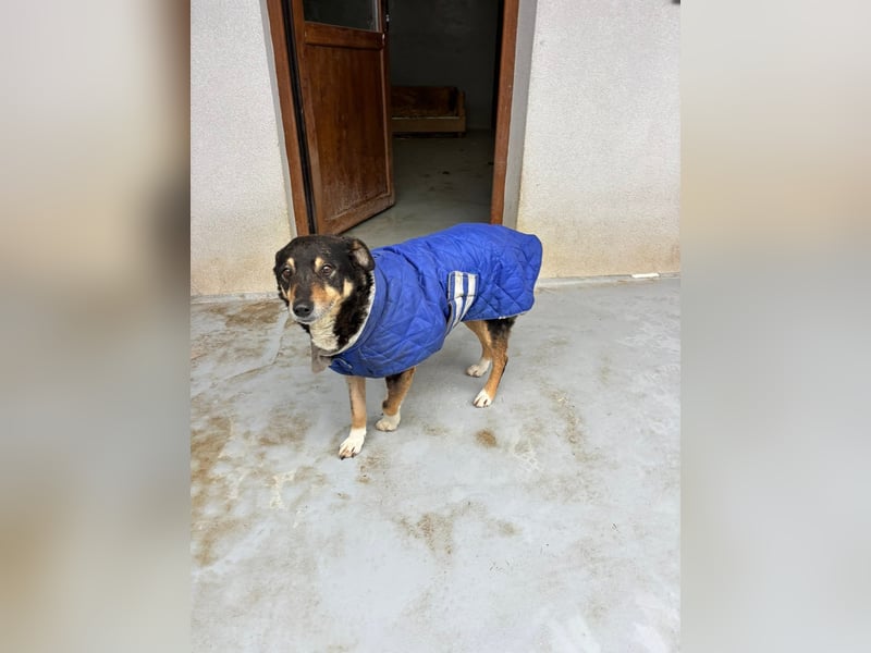 Teo (Theodora) ... ältere Hunde-Dame sucht Seniorenplatz