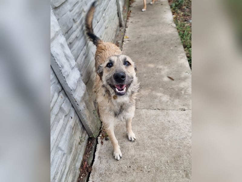 Menschenbezogene Dallulah