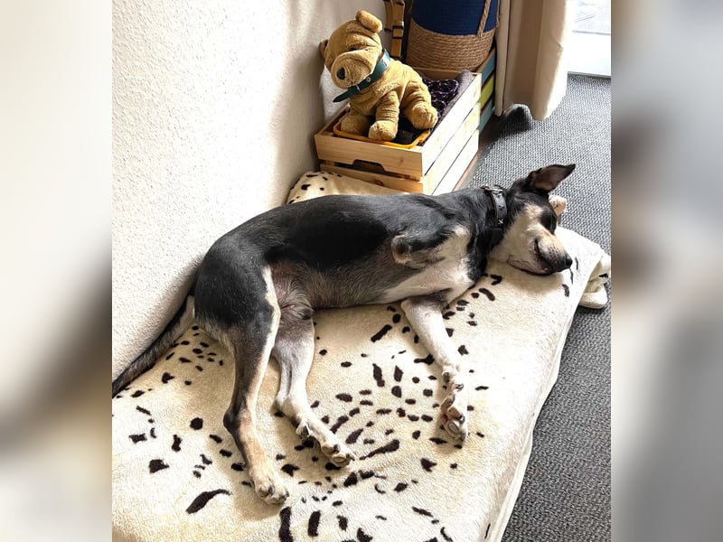 Jack in 53840 Troisdorf