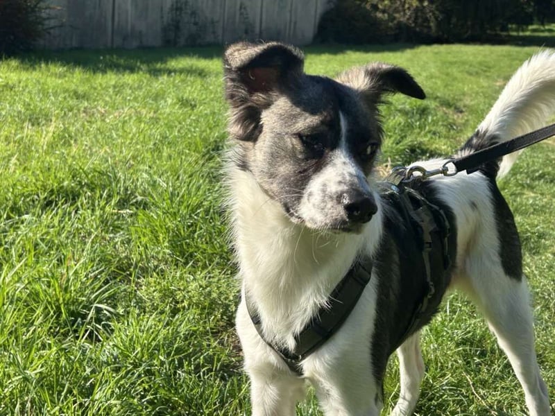 Hütehund-Liebhaber für Loki gesucht