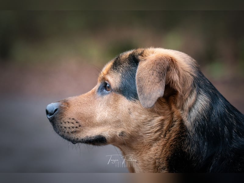 Toller Kalle sucht ein Zuhause