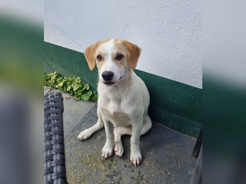 Remus, toller Hundejunge sucht Familie