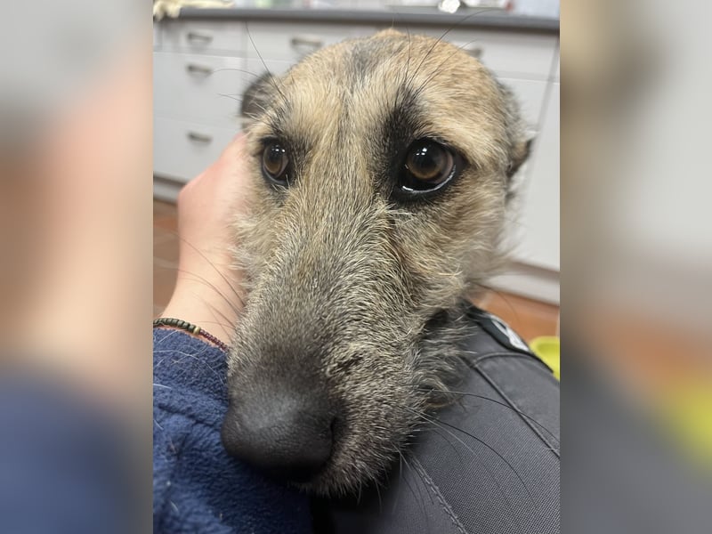 Menschenbezogene Dallulah