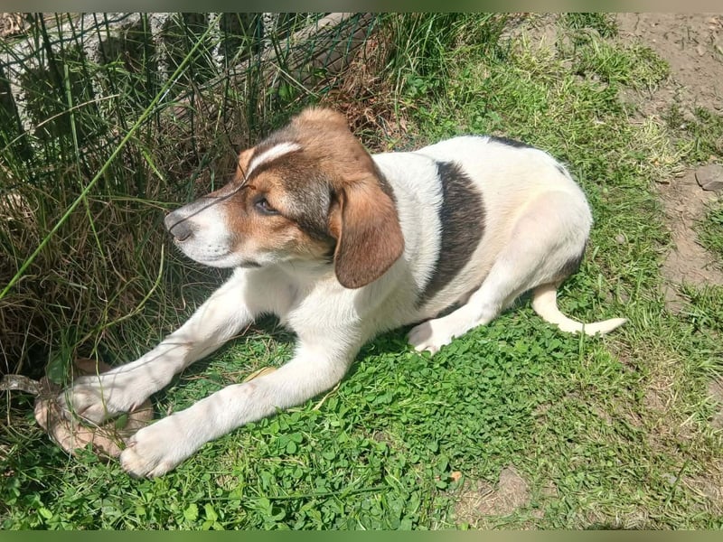 Ripley sucht eine Familie