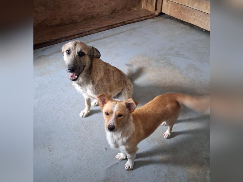 Menschenbezogene Dallulah