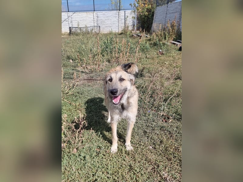 Menschenbezogene Dallulah