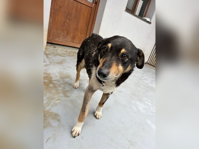 Teo (Theodora) ... ältere Hunde-Dame sucht Seniorenplatz